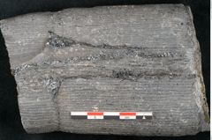 Foto (Detailansicht) von Calamites sp.  (NHMW-GEO-2024-0188-11162)